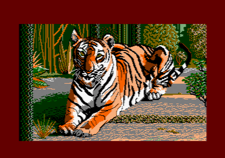 Tigre par Jill Lawson, image en mode 1 picture sur Amstrad CPC